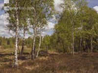 Im Hochmoor 12