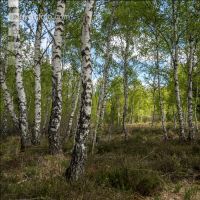 Im Hochmoor 11