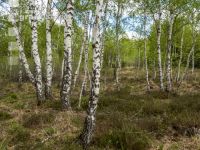 Im Hochmoor 10