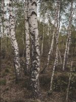Im Hochmoor 9