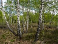 Im Hochmoor 8