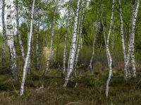 Im Hochmoor 5