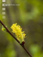 Weide Blüte