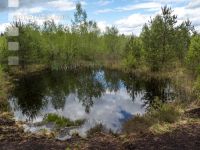 Im Hochmoor 2