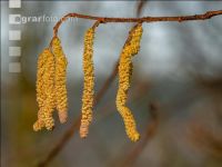 Haselnuß Blüte 5