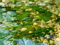 Algen im Fluss