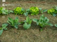 Mulch layer garden 25