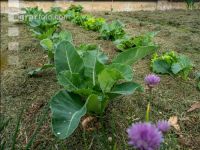 Mulch layer garden 24