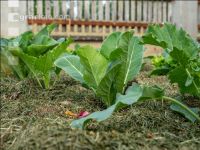 Mulch layer garden 23