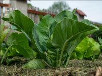 Mulchen im Gemüsegarten 19