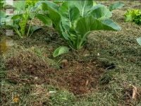 Mulch layer garden 18