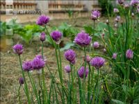 Mulch layer garden 15