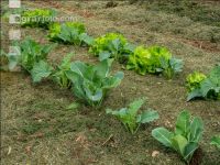 Mulch layer garden 14