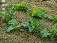 Mulch layer garden 10