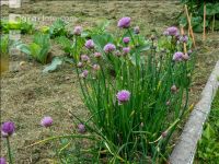 Mulch layer garden 9