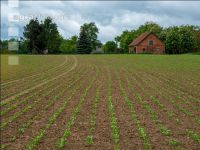 Sugarbeet 6 leaves 27