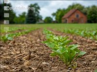 Sugarbeet 6 leaves 26