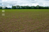 Sugarbeet 6 leaves 25