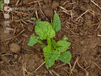 Sugarbeet 6 leaves 24