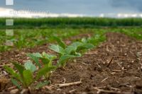 Sugarbeet 6 leaves 23