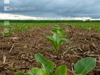 Sugarbeet 6 leaves 22