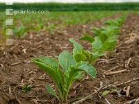 Sugarbeet 6 leaves 21