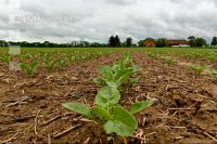 Sugarbeet 6 leaves 20