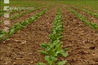 Sugarbeet 6 leaves 19