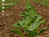 Sugarbeet 6 leaves 18