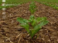Sugarbeet 6 leaves 17