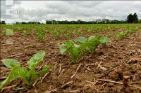 Sugarbeet 6 leaves 16