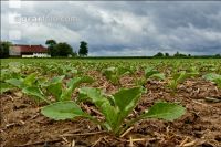 Sugarbeet 6 leaves 15
