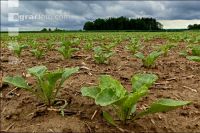 Sugarbeet 6 leaves 14