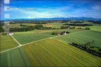 Grain fields June 10