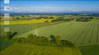 Grain fields June 9
