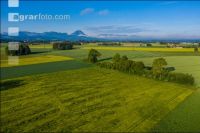 Grain fields June 8