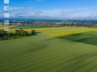 Grain fields June 7