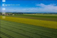 Grain fields June 3