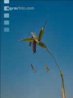 Glatthafer Blüte