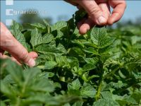 Potato leave development 51