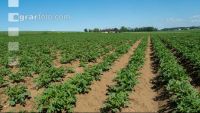 Potato leave development 50