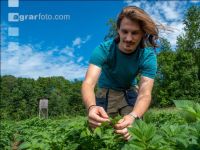 Potato leave development 48