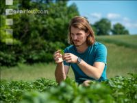 Potato leave development 36