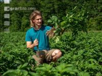 Potato leave development 24