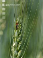Larve Getreidehähnchen 18