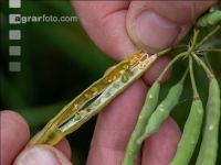 Kohlschotenmücke Larven 3