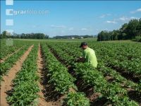 Potato leave development 20