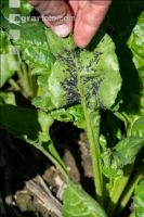 Blach bean aphid 8