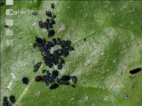 Blach bean aphid 7