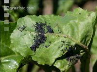 Blach bean aphid 6